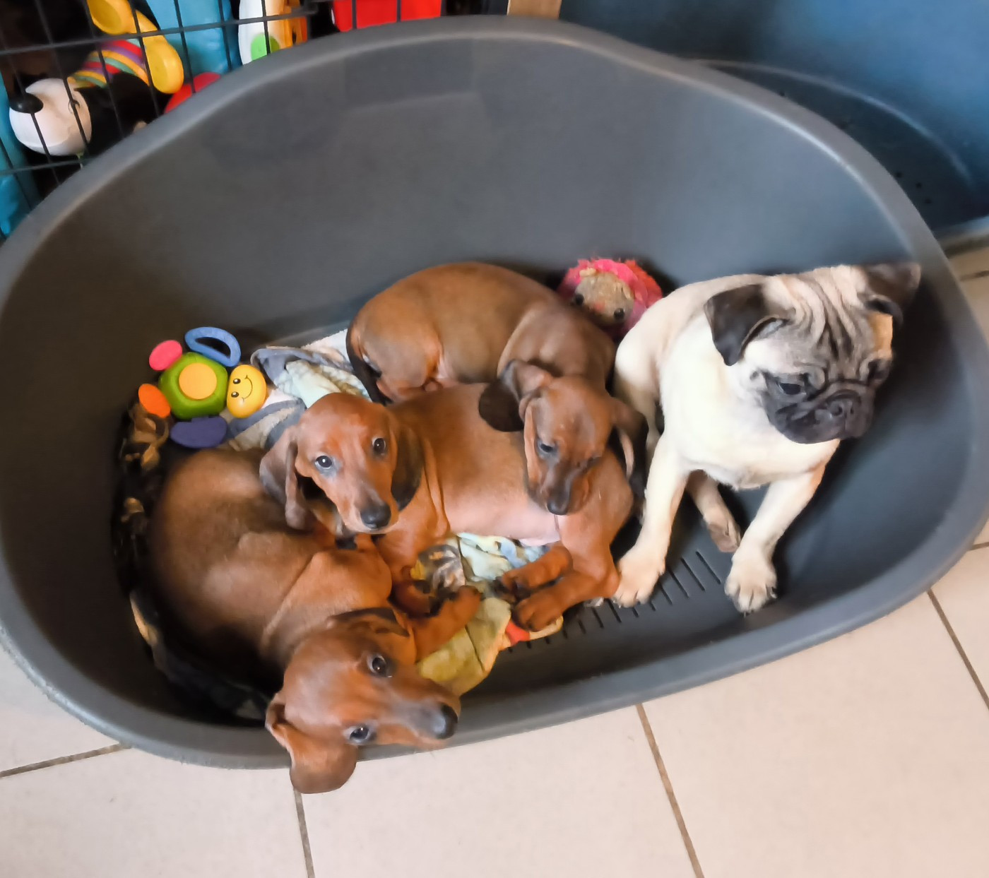 Chiot Teckel poil ras Des Chasseurs D'Etoiles