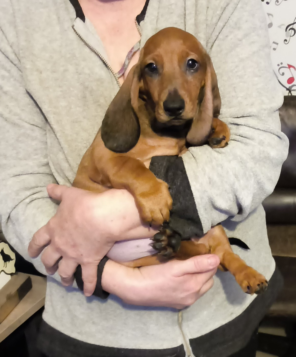 Des Chasseurs D'Etoiles - Chiots disponibles - Teckel poil ras