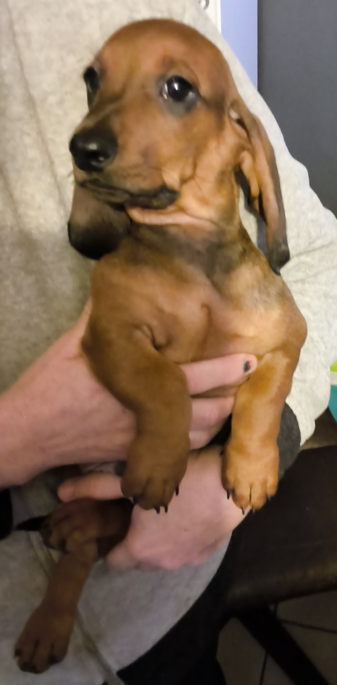 Des Chasseurs D'Etoiles - Chiots disponibles - Teckel poil ras