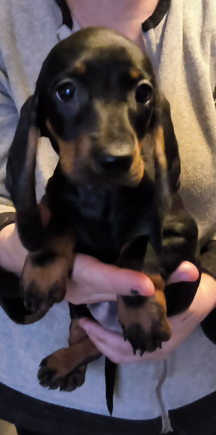 Des Chasseurs D'Etoiles - Chiots disponibles - Teckel poil ras