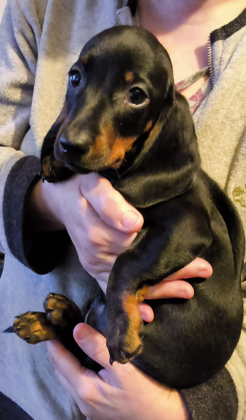 Des Chasseurs D'Etoiles - Chiots disponibles - Teckel poil ras