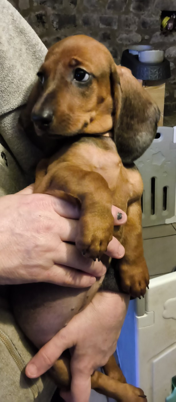 Des Chasseurs D'Etoiles - Chiots disponibles - Teckel poil ras