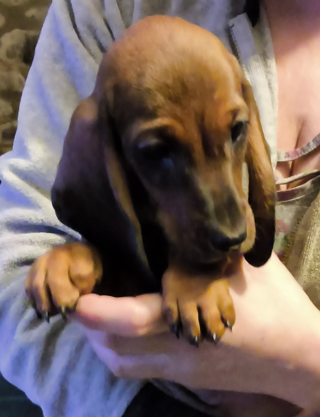 Des Chasseurs D'Etoiles - Chiots disponibles - Teckel poil ras